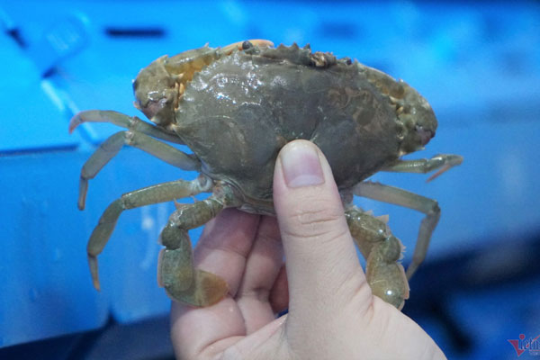 Mực nháy cháy hàng, có tiền cũng không mua được-15