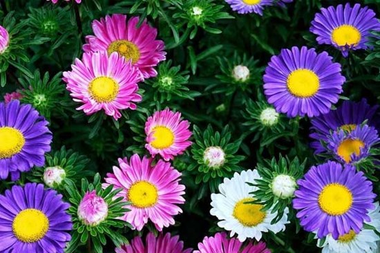 Thần Tài gọi tên: Cuối tháng 9, 3 con giáp nắm lấy thời cơ, phát triển thịnh vượng, tiền bạc dư dả