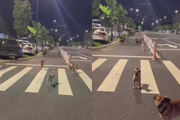 Bị đàn chó hoang bao vây, cách cô gái đối phó khiến dân mạng vừa bật cười vừa nể-1