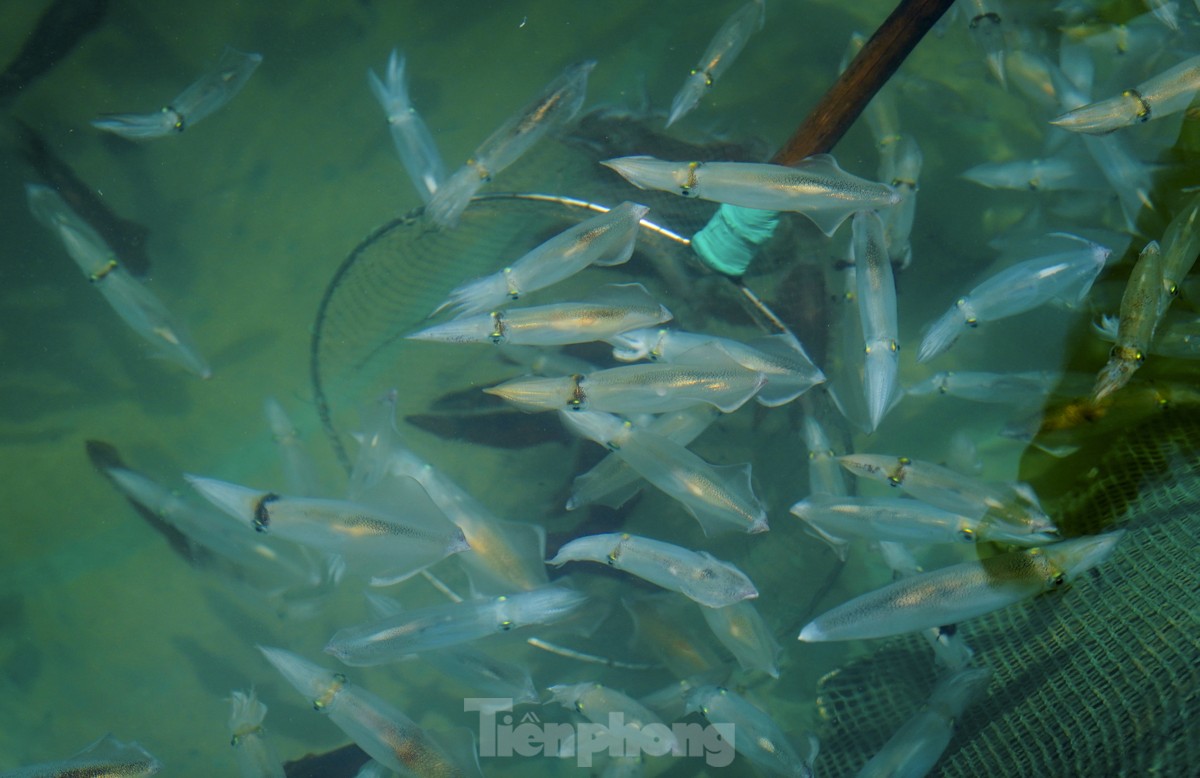 Mực nháy cháy hàng, có tiền cũng không mua được-2