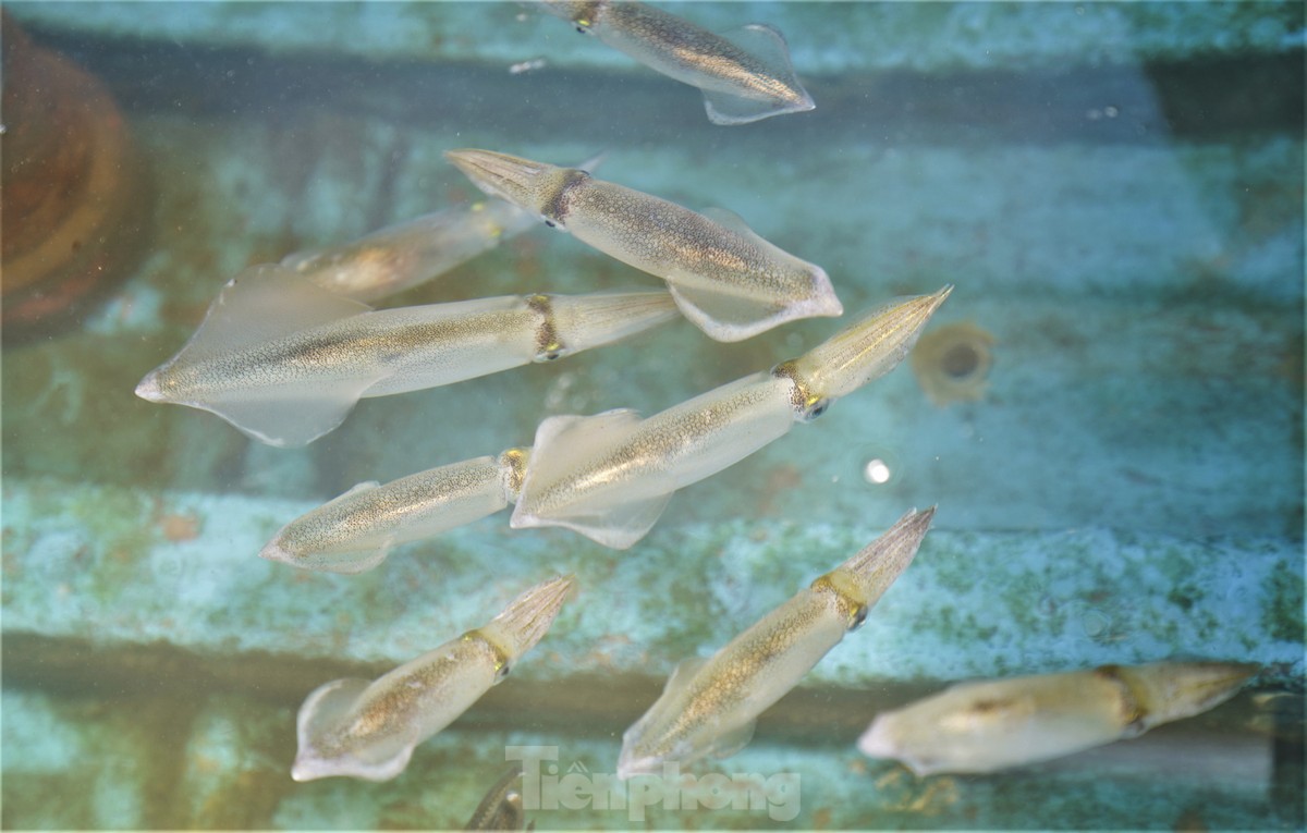 Mực nháy cháy hàng, có tiền cũng không mua được-3