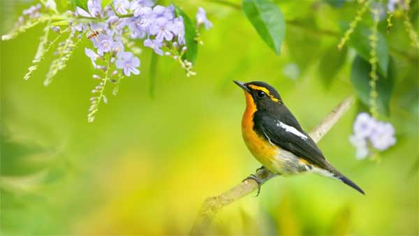 Nói ít làm nhiều: Ai sinh tháng Âm lịch này có thể xoay chuyển cuộc đời, thành đạt, như ý-3