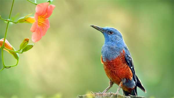 Nói ít làm nhiều: Ai sinh tháng Âm lịch này có thể xoay chuyển cuộc đời, thành đạt, như ý-4