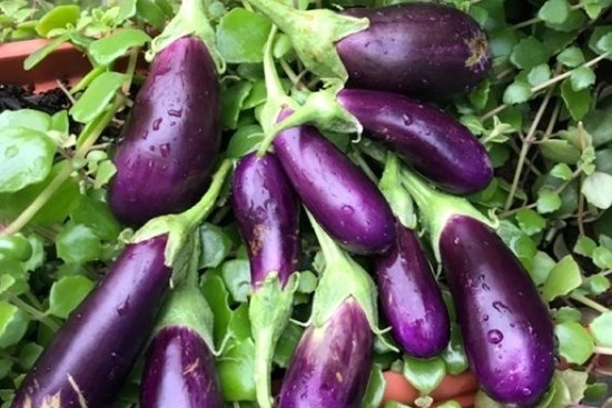 6 loại rau củ bệnh tiểu đường “sợ” nhất, muốn phòng nên ăn thường xuyên