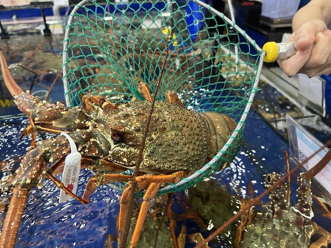 Tôm hùm Đông Úc giá cực chát lần đầu xuất hiện tại Việt Nam-1