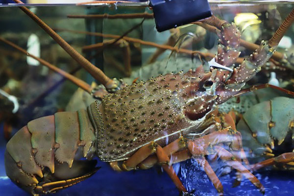 Chuyện thật như đùa: Nhọ xoong nồi được lùng mua với giá lên đến 300 nghìn đồng/kg-8