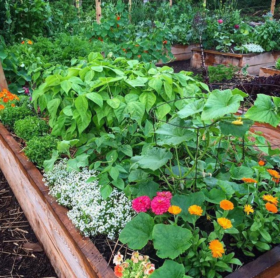 Khu vườn rau sạch được cô gái chăm sóc và quy hoạch từ năm 15 tuổi-2