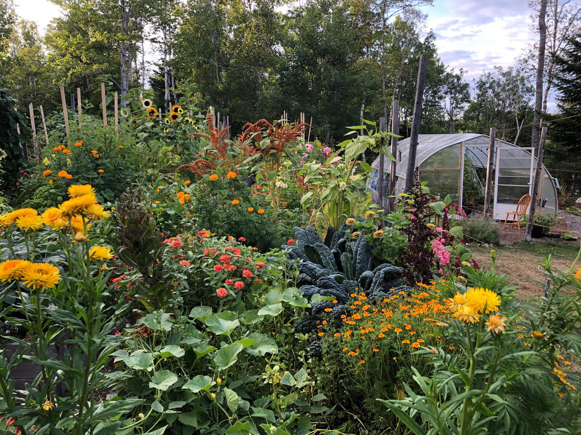 Khu vườn rau sạch được cô gái chăm sóc và quy hoạch từ năm 15 tuổi-3