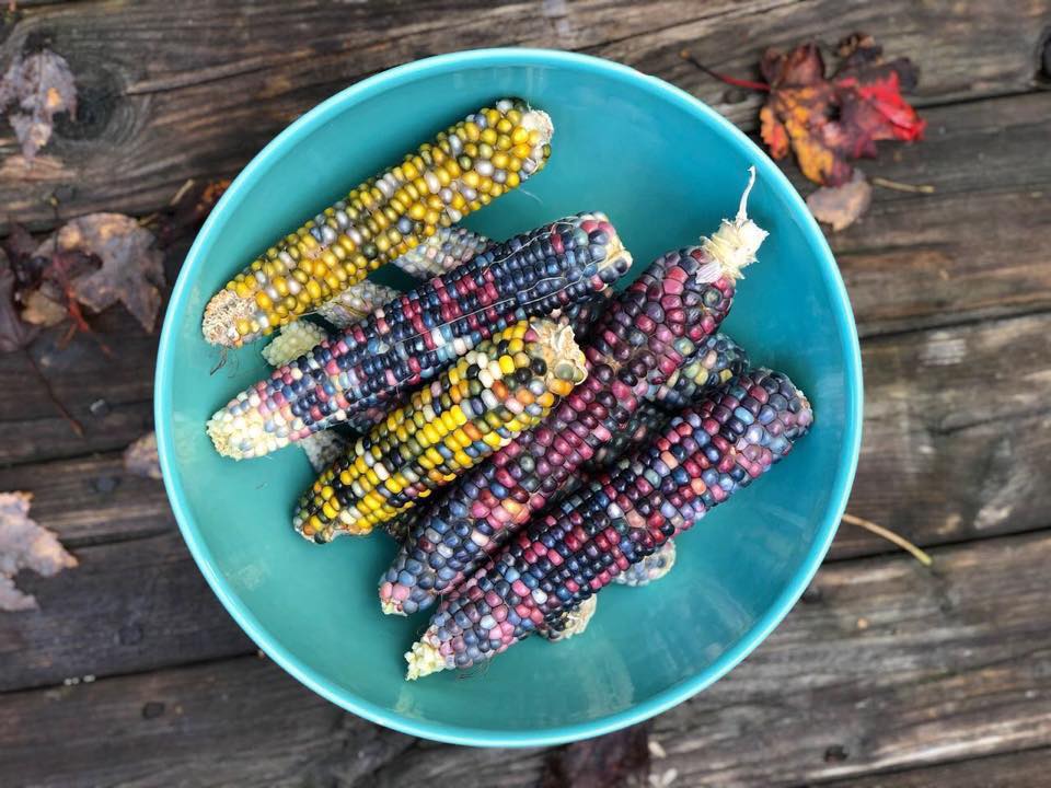 Khu vườn rau sạch được cô gái chăm sóc và quy hoạch từ năm 15 tuổi-4