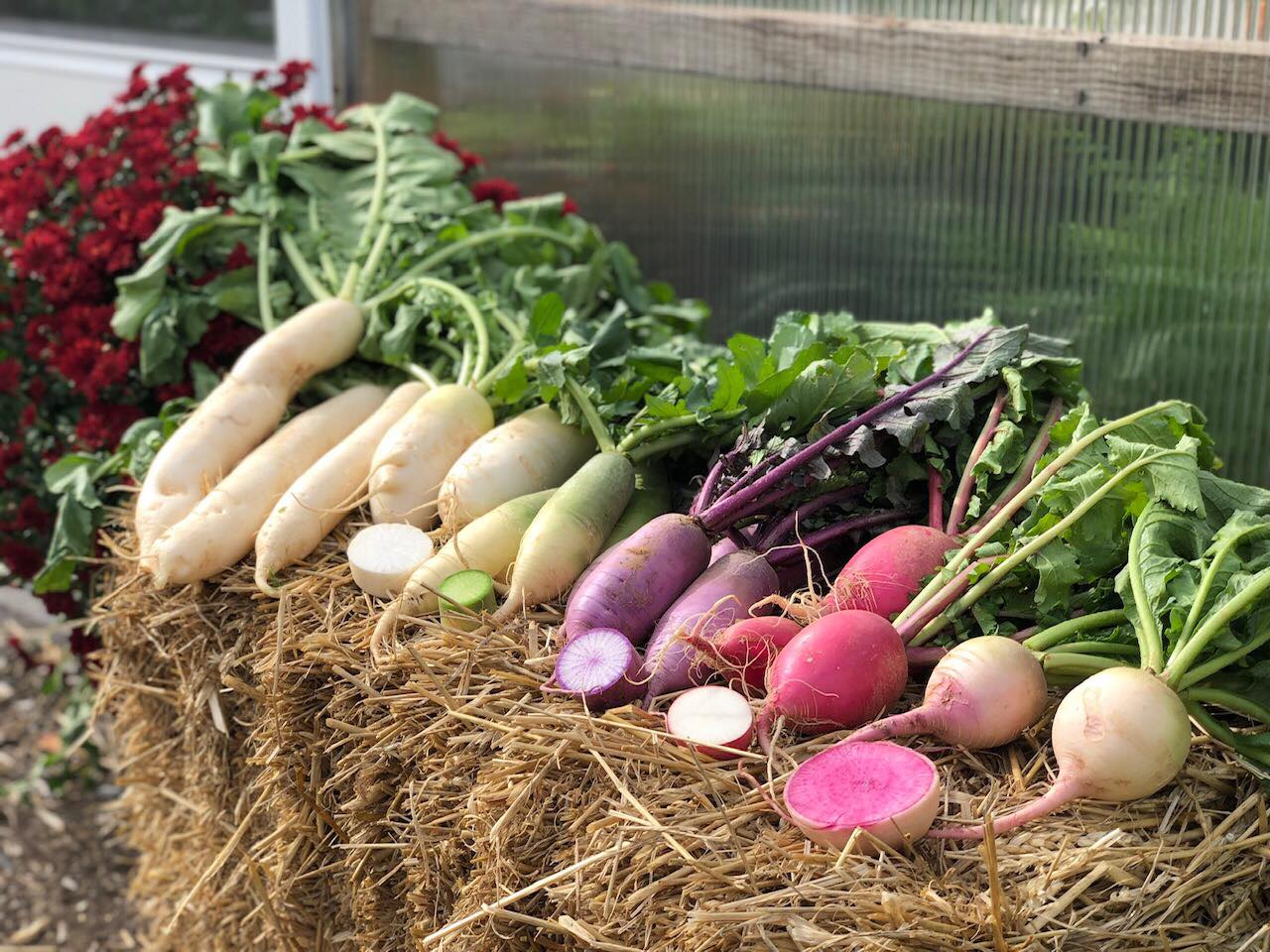 Khu vườn rau sạch được cô gái chăm sóc và quy hoạch từ năm 15 tuổi-6