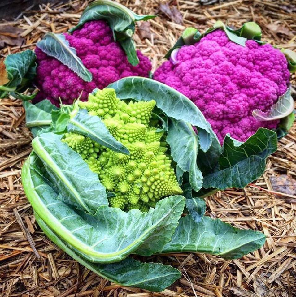 Khu vườn rau sạch được cô gái chăm sóc và quy hoạch từ năm 15 tuổi-7