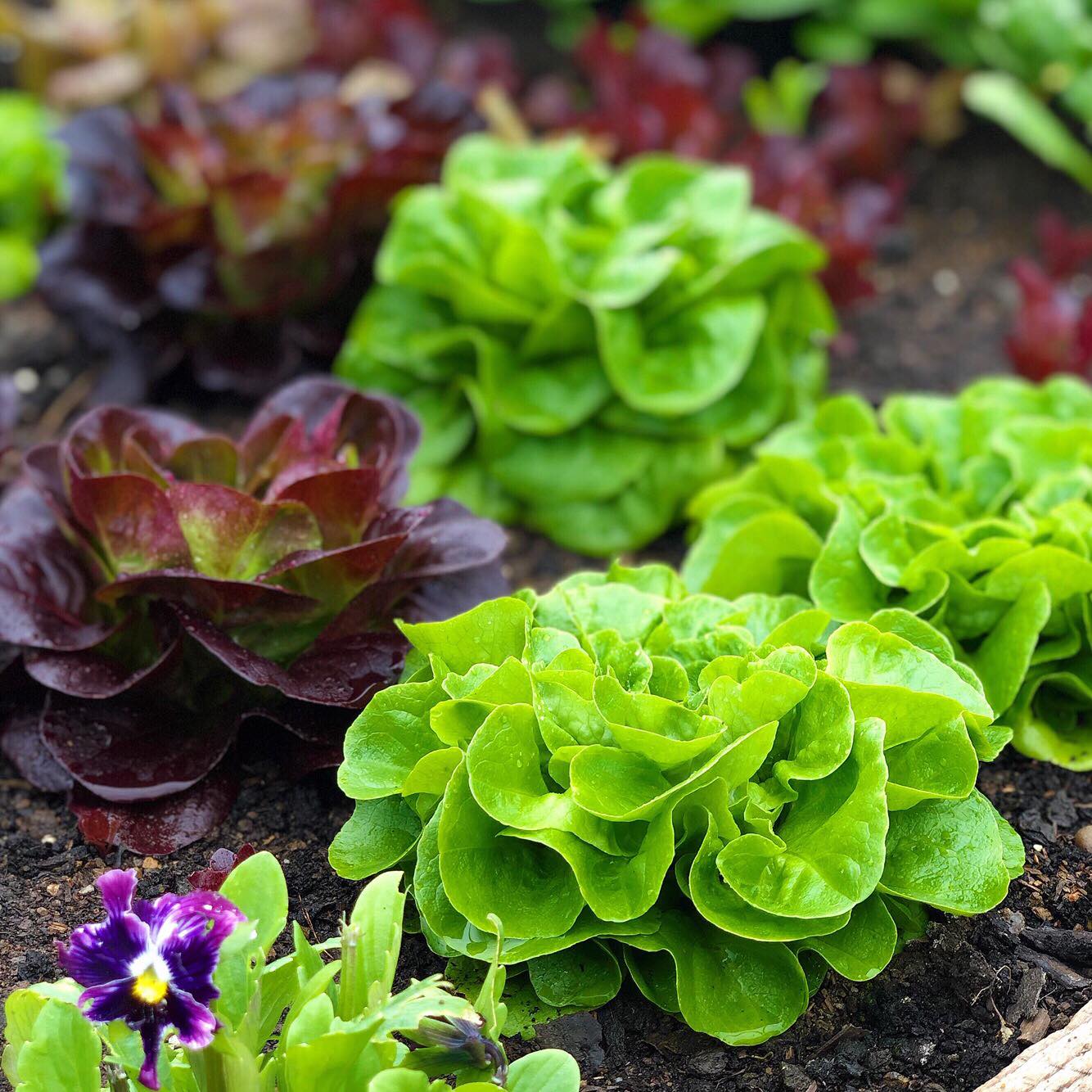 Khu vườn rau sạch được cô gái chăm sóc và quy hoạch từ năm 15 tuổi-9