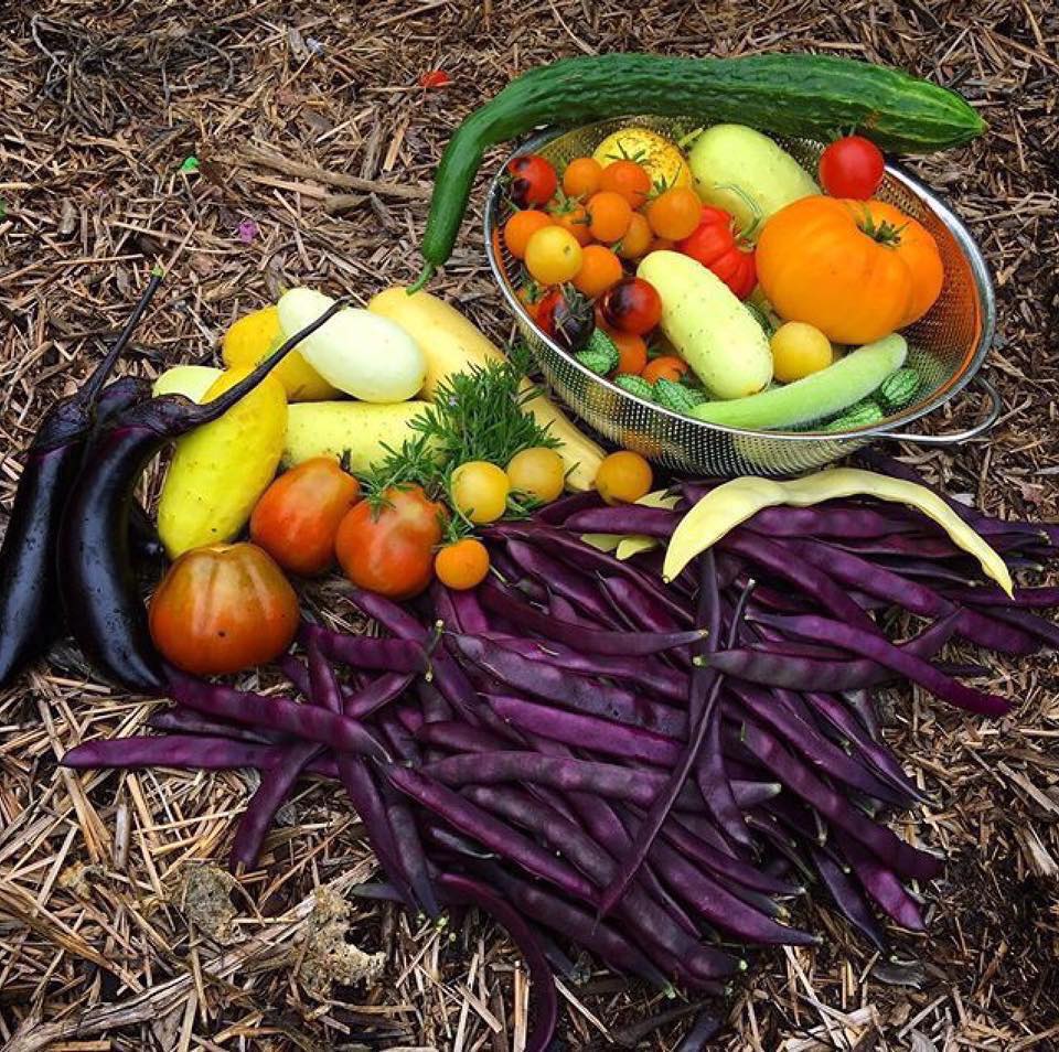 Khu vườn rau sạch được cô gái chăm sóc và quy hoạch từ năm 15 tuổi-10