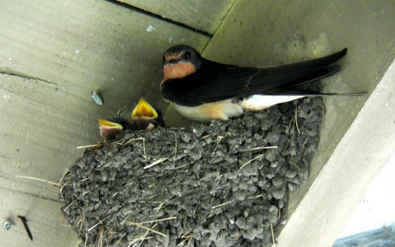 Nhà đột nhiên xuất hiện 2 chuyện vui” này đừng vội mừng, nên cảnh giác có thể có vận kém may-3