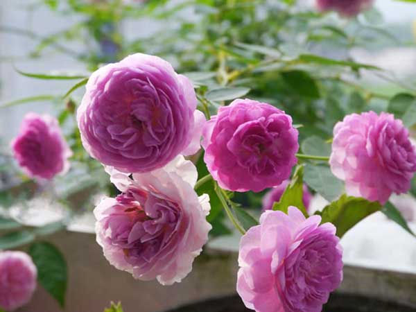 Mua may bán đắt: 3 con giáp được lộc làm ăn, phất lên giàu có, tiền bạc sung túc từ ngày 21/9-3