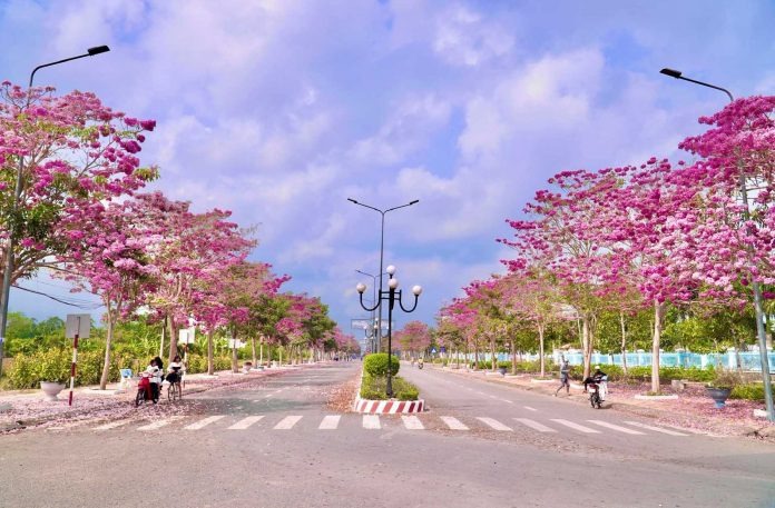 Cây cảnh nở hoa hồng rực, từng chùm như pháo bông, trồng ở sân tăng vận khí, bình an cho gia chủ-1