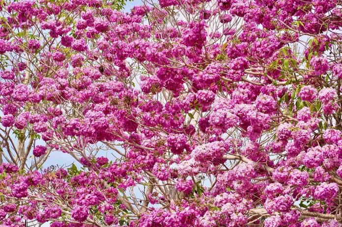 Cây cảnh nở hoa hồng rực, từng chùm như pháo bông, trồng ở sân tăng vận khí, bình an cho gia chủ-2