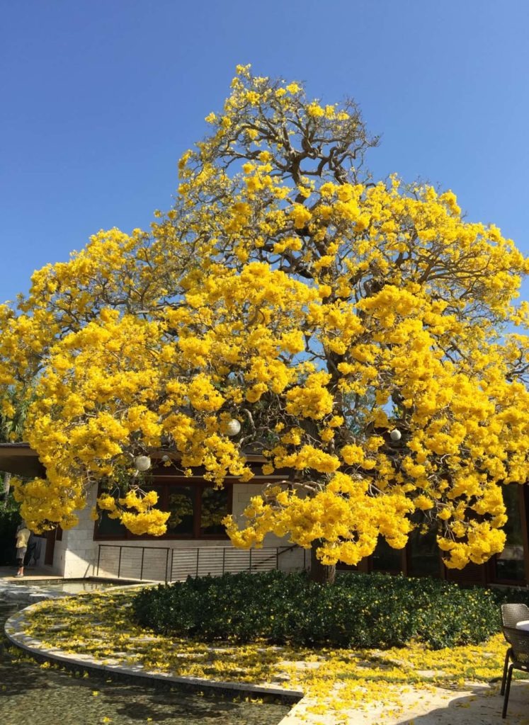 Cây cảnh nở hoa hồng rực, từng chùm như pháo bông, trồng ở sân tăng vận khí, bình an cho gia chủ-3
