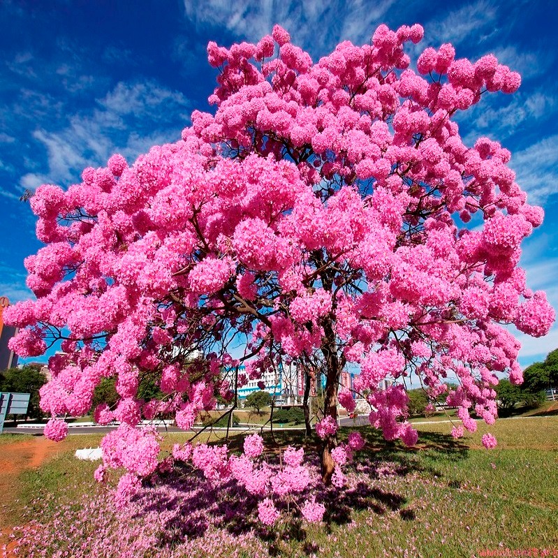 Cây cảnh nở hoa hồng rực, từng chùm như pháo bông, trồng ở sân tăng vận khí, bình an cho gia chủ-4