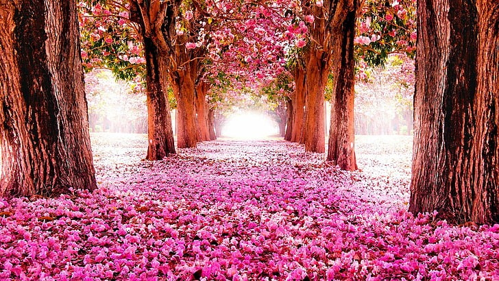 Cây cảnh nở hoa hồng rực, từng chùm như pháo bông, trồng ở sân tăng vận khí, bình an cho gia chủ-5