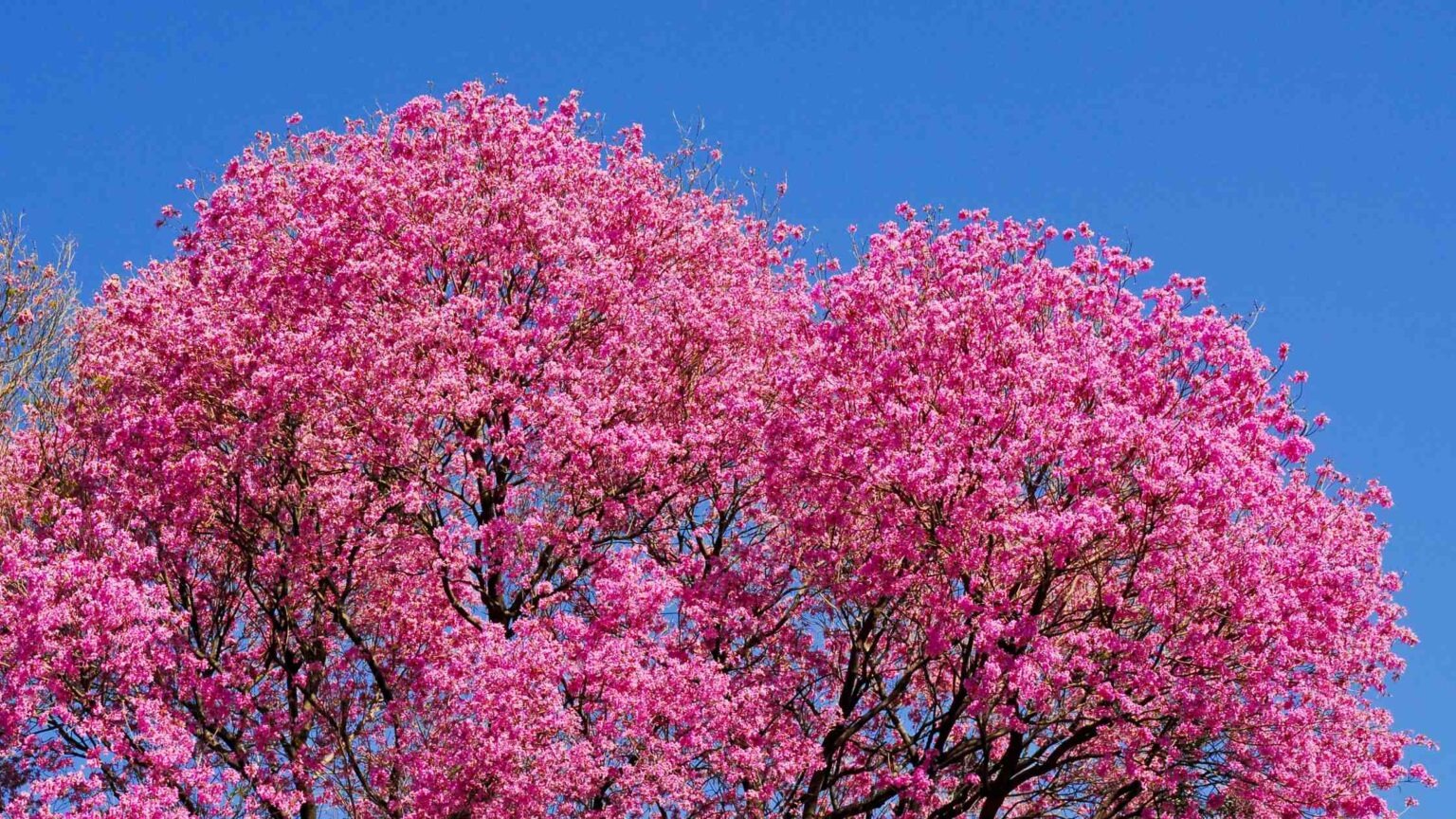 Cây cảnh nở hoa hồng rực, từng chùm như pháo bông, trồng ở sân tăng vận khí, bình an cho gia chủ-8