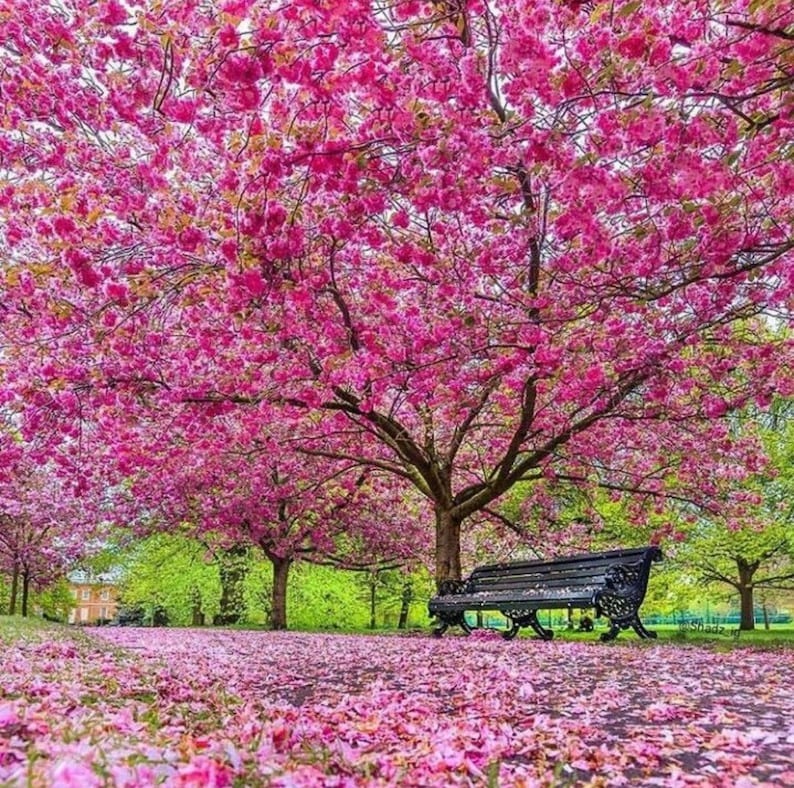 Cây cảnh nở hoa hồng rực, từng chùm như pháo bông, trồng ở sân tăng vận khí, bình an cho gia chủ-11