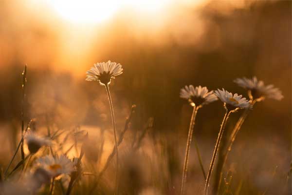 4 con giáp có số mệnh sung túc, ai lấy được sẽ hưởng thập phần may mắn, tài lộc dư dả suốt đời-5