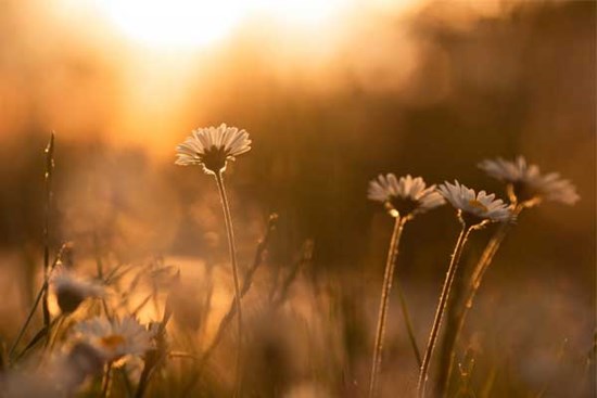 Tử vi ngày 22/9/2023: Tuổi Tuất tiểu nhân ngáng trở, tuổi Hợi cát khí tràn đầy