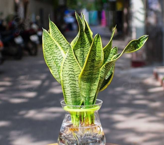 Những loại cây phong thủy nên trồng trong nhà-1