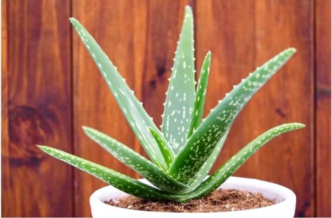 Những loại cây phong thủy nên trồng trong nhà-2