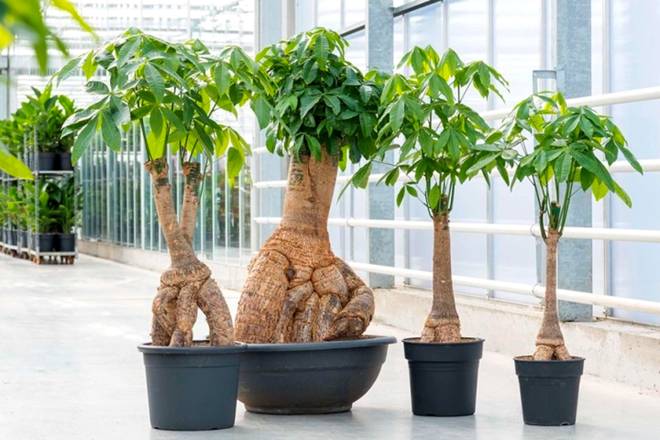 Những loại cây phong thủy nên trồng trong nhà-5