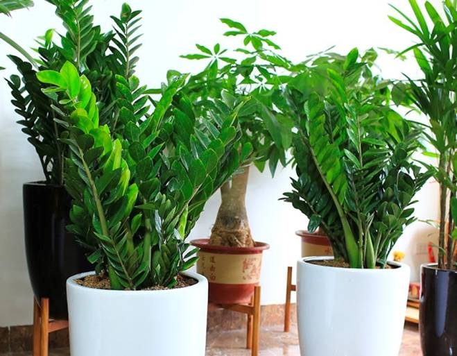 Những loại cây phong thủy nên trồng trong nhà-6