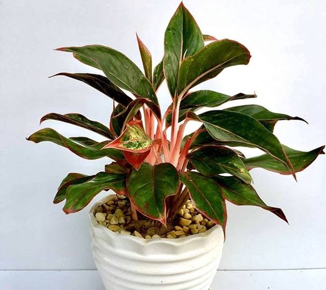 Những loại cây phong thủy nên trồng trong nhà-7