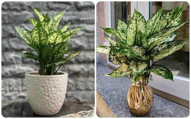 Những loại cây phong thủy nên trồng trong nhà-8