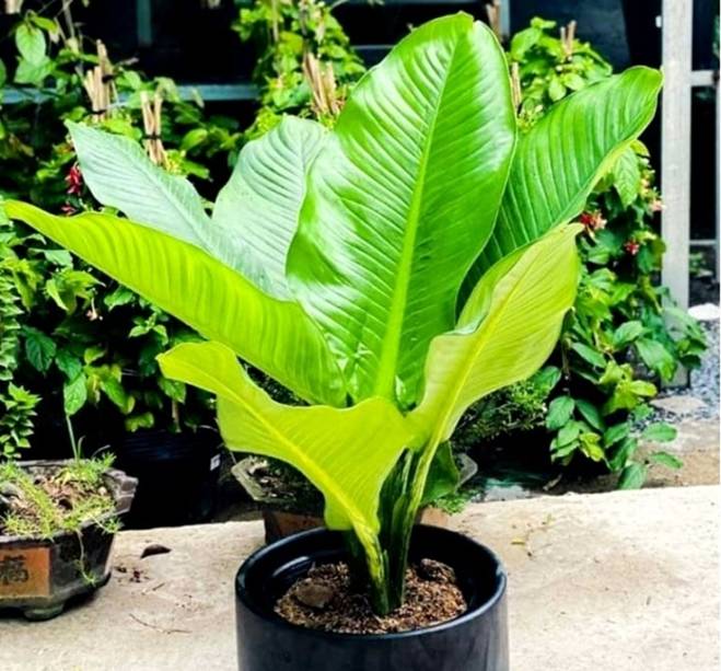 Những loại cây phong thủy nên trồng trong nhà-9