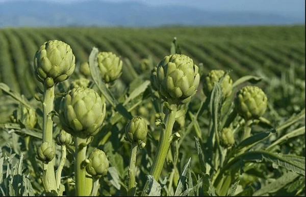 Có loại rau giá đắt hơn thịt, hầm với thịt gà vừa ngon vừa bổ nhưng nhiều người chưa từng ăn-1
