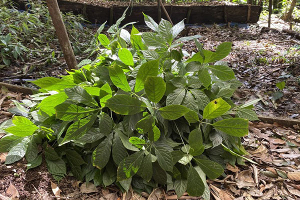 Rao bán la liệt sâm Ngọc Linh mập ú, giá chỉ 300 nghìn đồng/củ-3