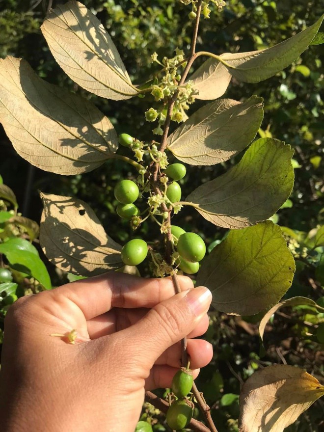 U50 làm mẹ đơn thân 3 con sau 3 mối tình, nữ hoàng cảnh nóng Kiều Trinh khoe khu vườn thẳng cánh cò bay-5