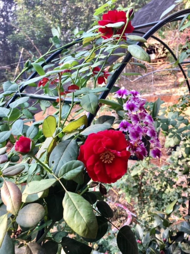 U50 làm mẹ đơn thân 3 con sau 3 mối tình, nữ hoàng cảnh nóng Kiều Trinh khoe khu vườn thẳng cánh cò bay-13