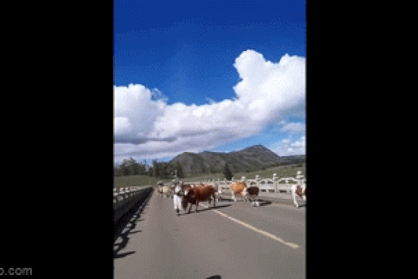 Bò điên trốn khỏi lò mổ, tấn công nhóm người đang ngồi chơi bài-1