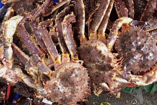 Giảm gần 1 triệu đồng/kg, cua hoàng đế vẫn ế khách