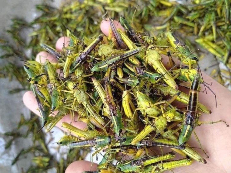 Bắt loài vật phá hoại mùa màng về bán hơn trăm nghìn 1kg vẫn đắt hàng-1