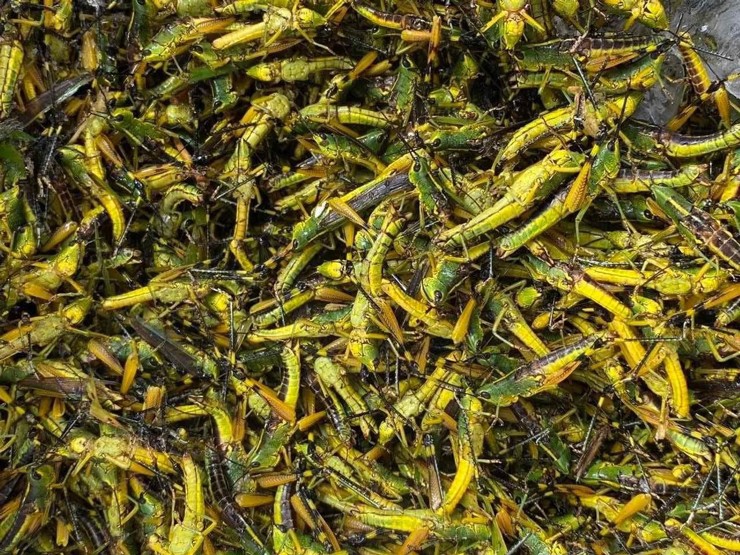 Bắt loài vật phá hoại mùa màng về bán hơn trăm nghìn 1kg vẫn đắt hàng-2