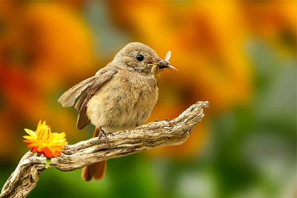 Tử vi ngày 23/9/2023: Tuổi Mùi trời không phụ lòng, tuổi Dậu quý nhân thầm giúp-4