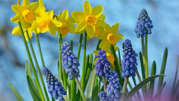 Tử vi ngày 23/9/2023: Tuổi Mùi trời không phụ lòng, tuổi Dậu quý nhân thầm giúp-2