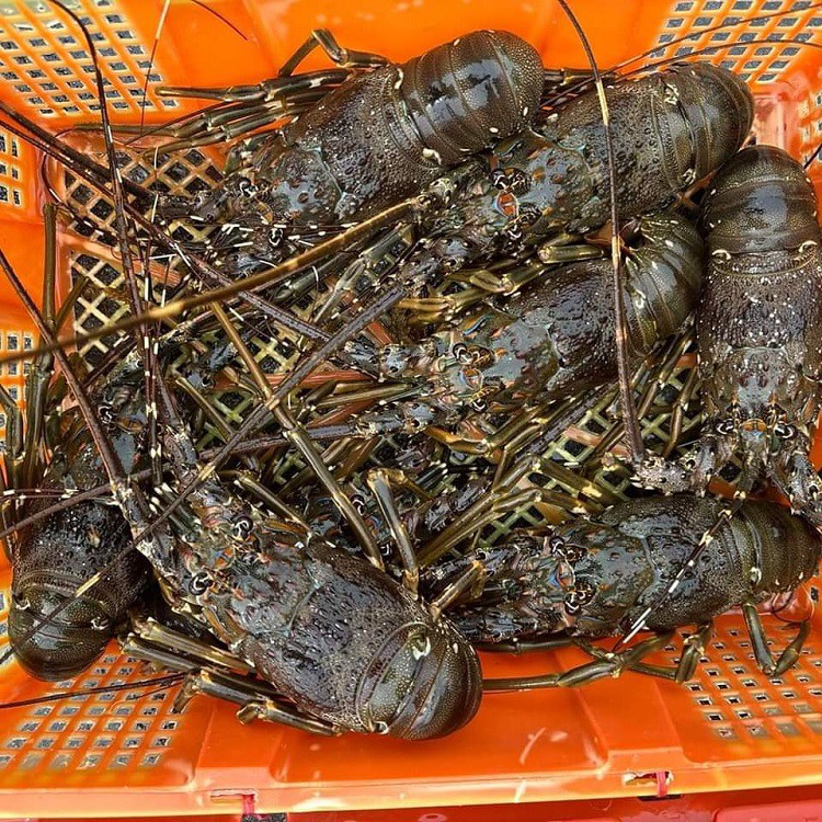 Bất ngờ tôm hùm xanh được rao bán với giá giải cứu”, chỉ từ 450 nghìn đồng/kg-1