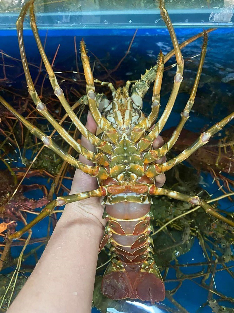 Bất ngờ tôm hùm xanh được rao bán với giá giải cứu”, chỉ từ 450 nghìn đồng/kg-3