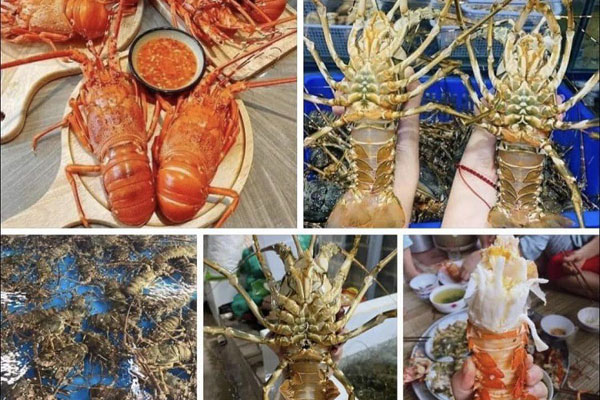 Hàng trăm tấn cá lồng bị thiệt hại sau bão, người dân xếp hàng mua giải cứu-8