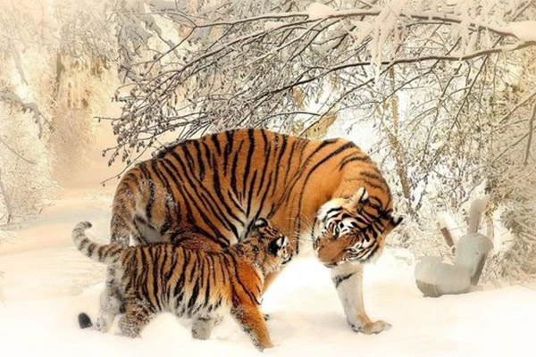 Sinh vào 5 ngày Âm lịch này, phú quý đầy tay, về già con cháu sum vầy, gia đình thịnh vượng-4