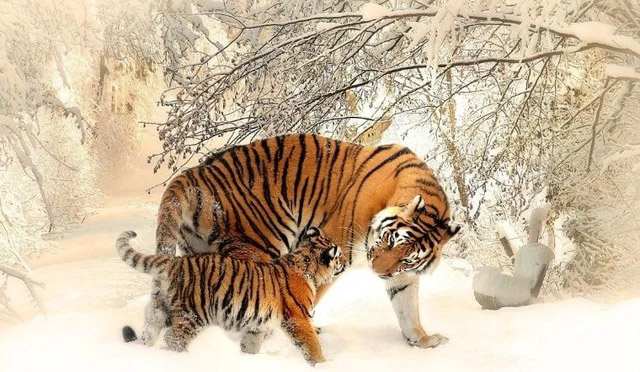 Càng về 4 tháng cuối năm, 4 con giáp này càng trúng mánh lớn, không cần lo cơm áo gạo tiền-2